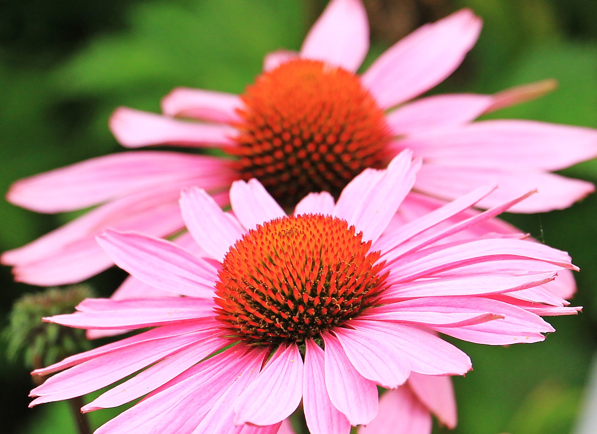 echinacea