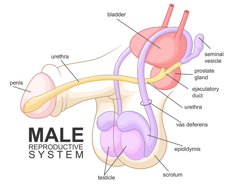 erkek üreme sistemi